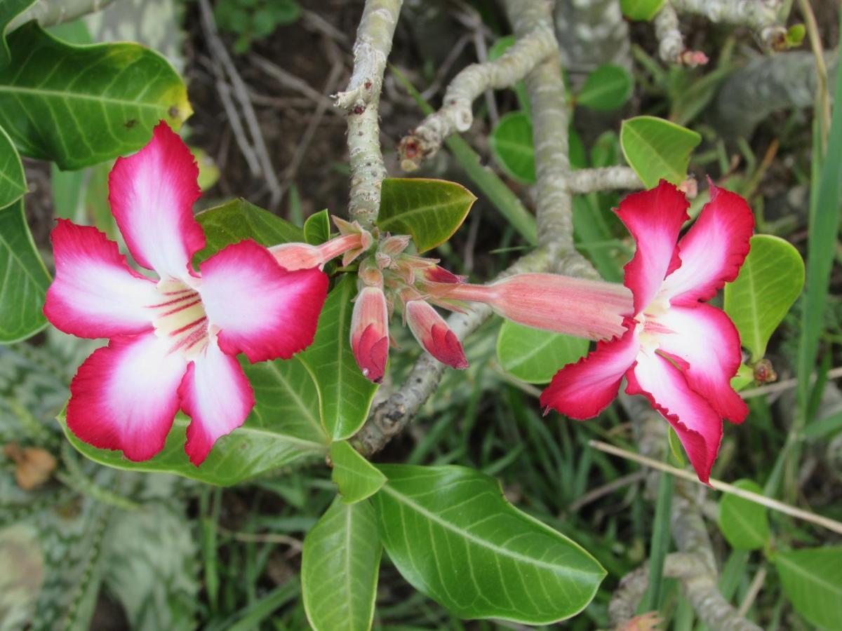 Amanzimlotzi Riverside Bush Camp フッドスプルイト エクステリア 写真